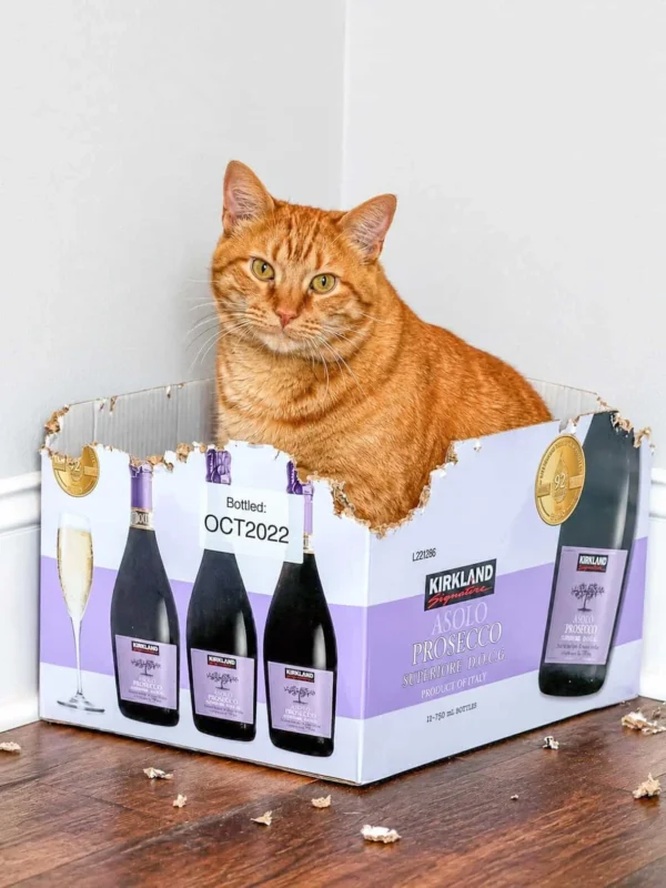 Meow Monday: Two Orange Cats and a Very Good Box