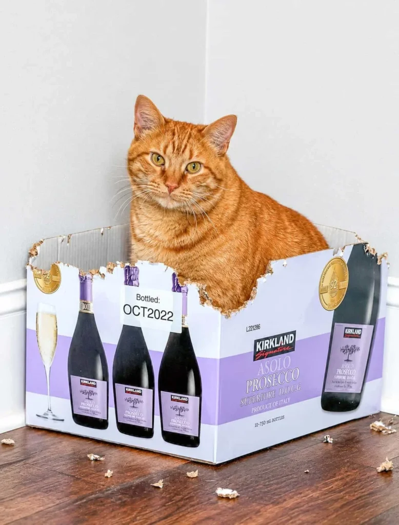 Orange cat Mack inside a champagne box with ventilation holes