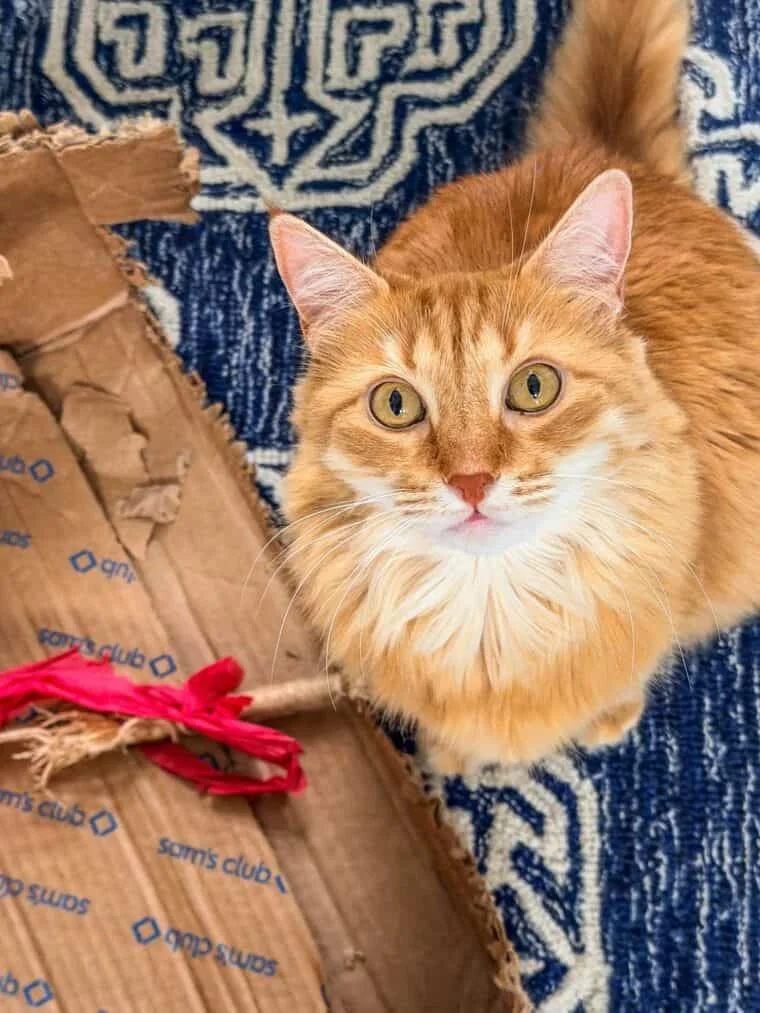Orange cat Mango sitting calmly and looking at the camera