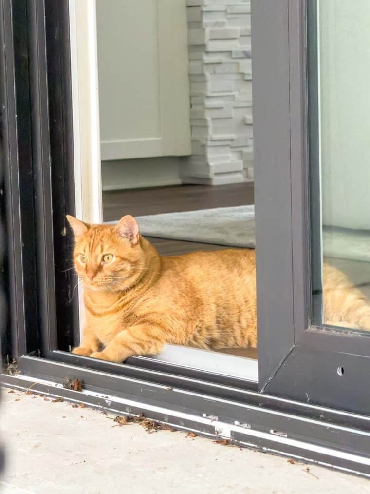 Orange cat Mack half in and half out of a box in the heat