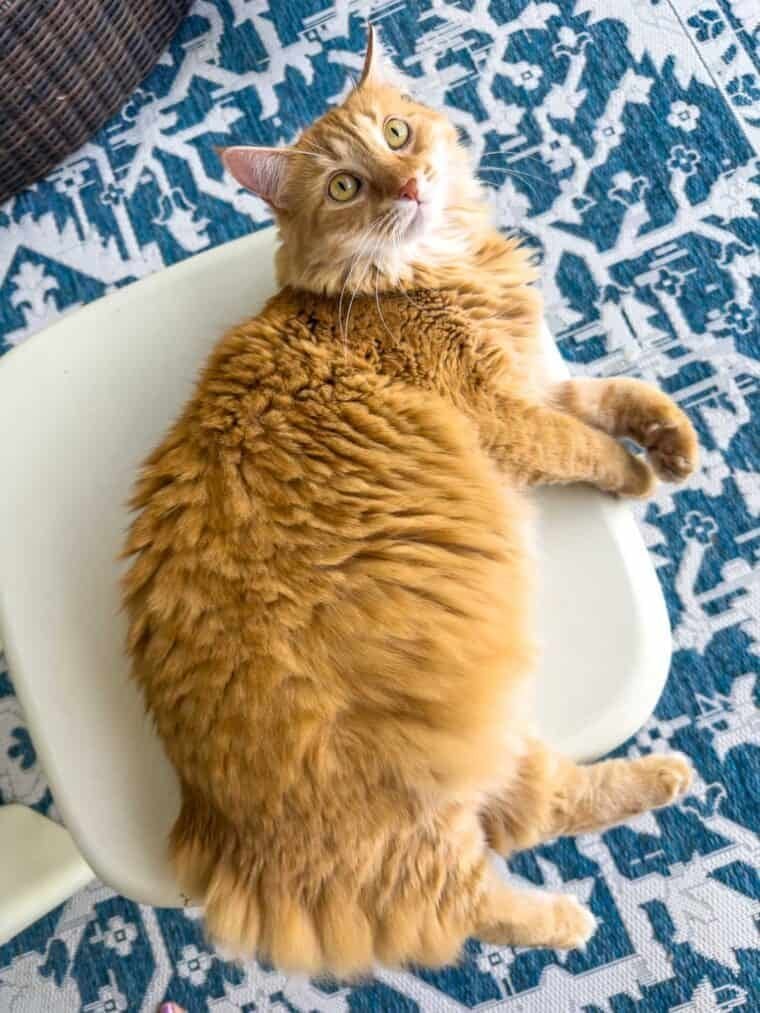 Orange cat Mango relaxing on an outdoor table in the sun