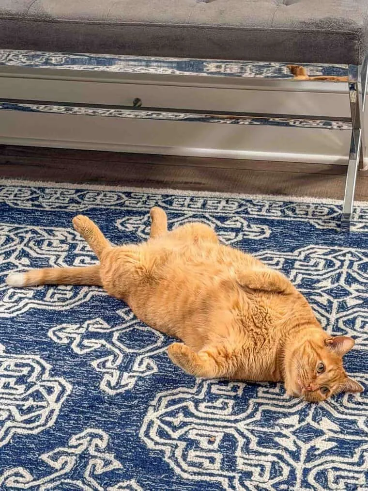 Orange cat Mack stretching for a nap in the foyer