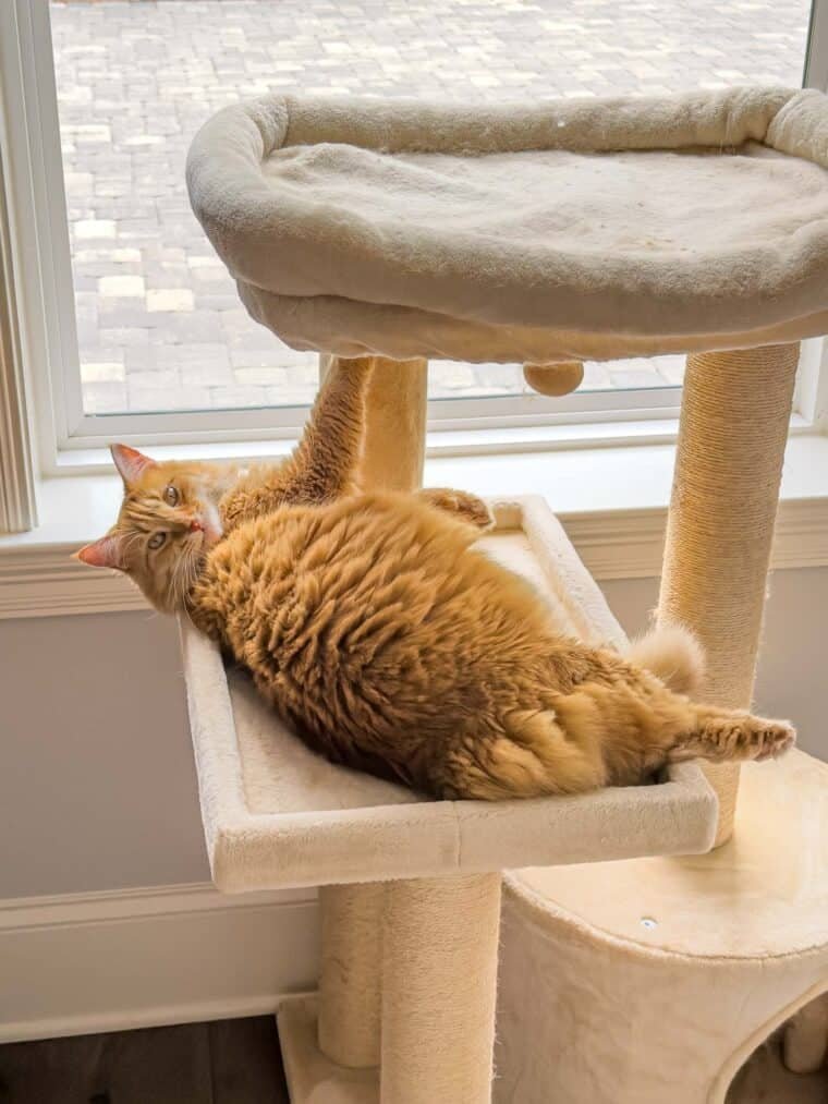 Orange cat Mango playing on a cat tower in the office