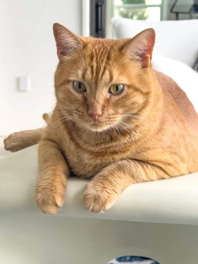 Orange cat Mack looking suspicious about missing cat treats